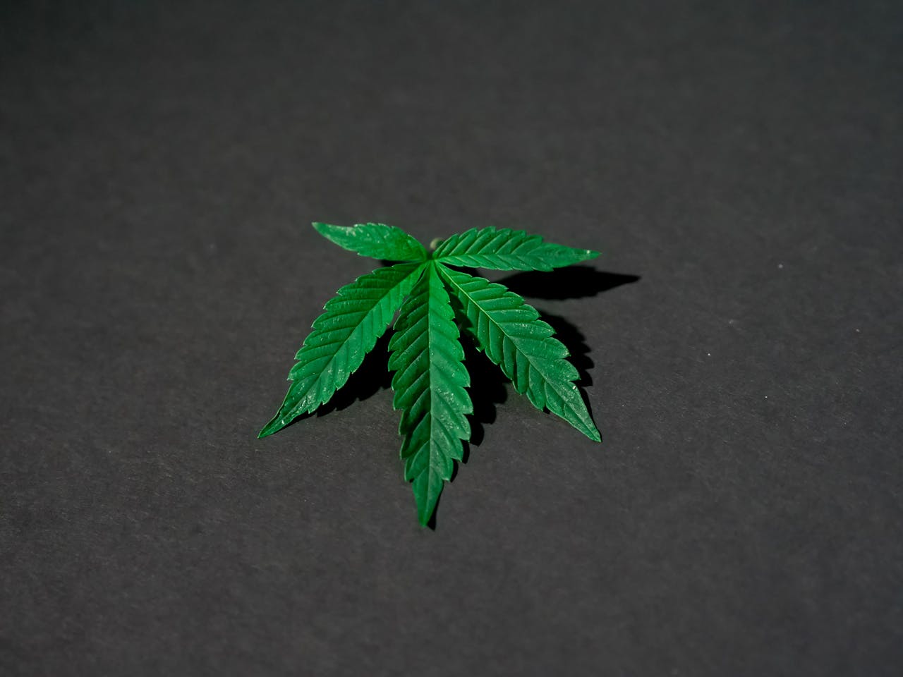 Photo of Cannabis Leaves on Dark Background